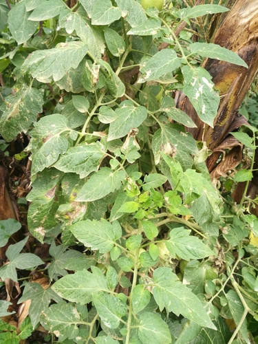 tomato