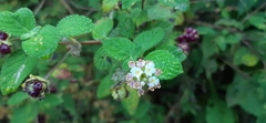 Lantana velutina