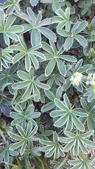 Alchemilla nitida
