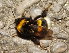 Bombus terrestris dalmatinus