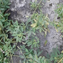 Melilotus