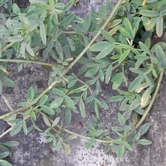 Melilotus