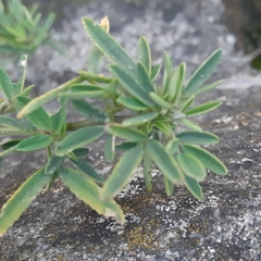 Melilotus