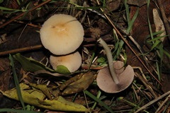 Candolleomyces candolleanus