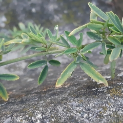 Melilotus