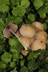 Candolleomyces candolleanus