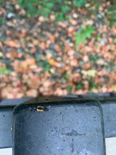 Asian Lady Beetle photographed in Indiana