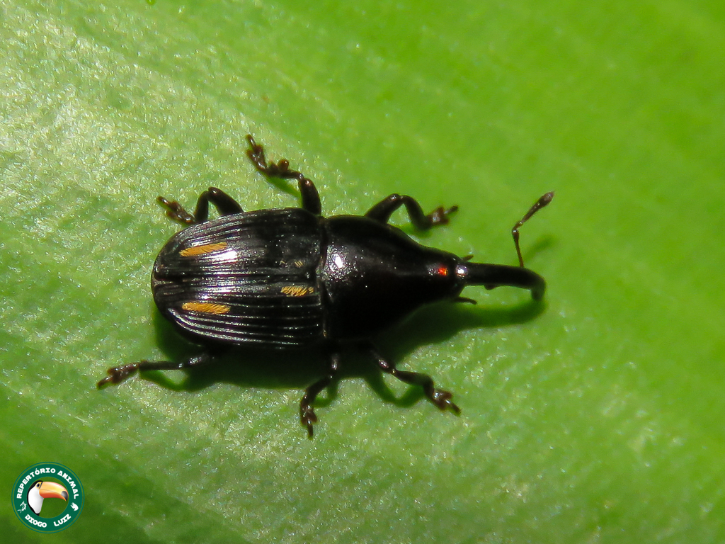 Zygobaridina