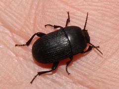 Pedinus quadratus