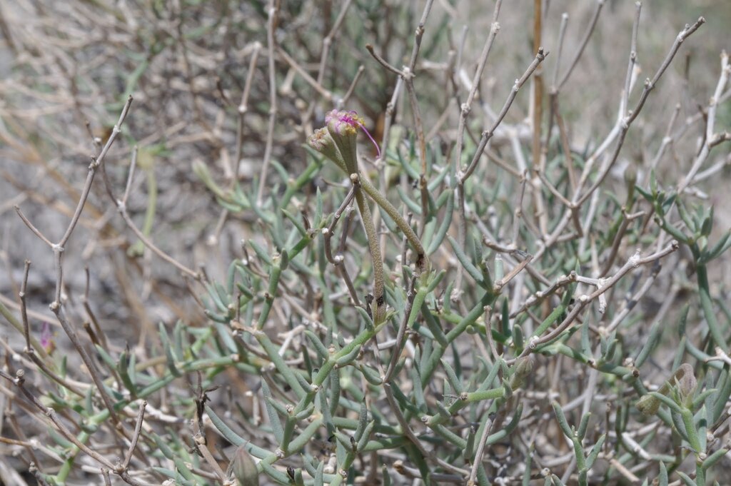 Acleisanthes palmeri