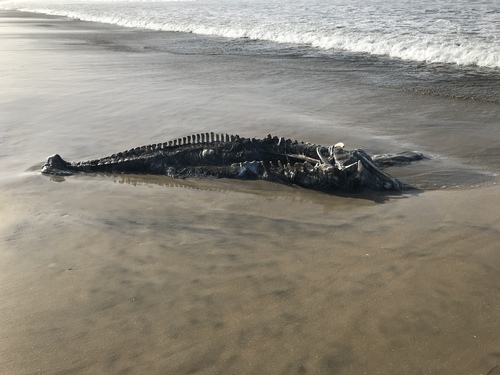 About 11’ long