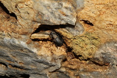 Otiorhynchus cribricollis