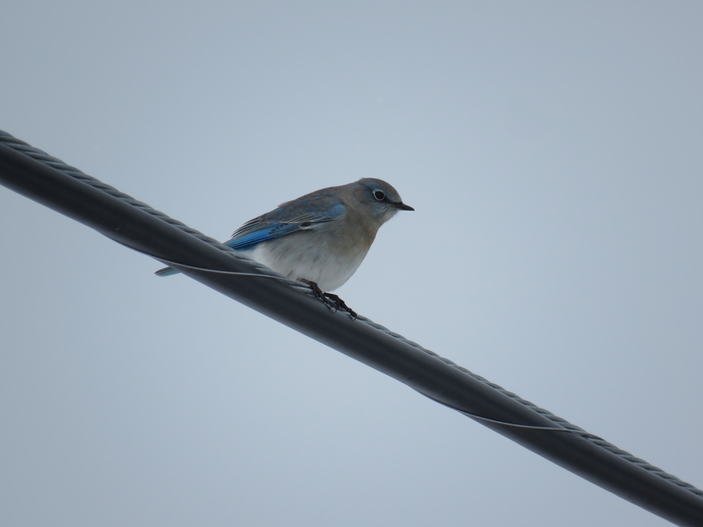Mountain Bluebird