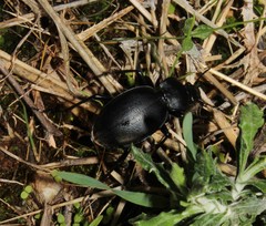 Carabus graecus