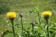 Centaurea macrocephala