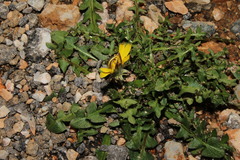 Taraxacum hellenicum