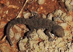 Mediodactylus kotschyi bibroni