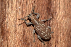 Myllocerus discolor