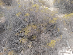 Eriogonum corymbosum nilesii