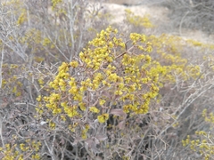 Eriogonum corymbosum nilesii