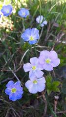 Linum alpinum