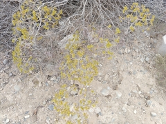 Eriogonum corymbosum nilesii