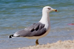 Larus fuscus barabensis
