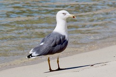 Larus fuscus barabensis