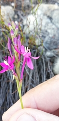 Thereianthus minutus