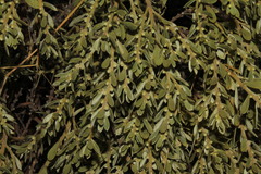 Thymelaea tartonraira argentea