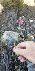 Thereianthus minutus