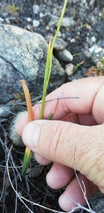 Thereianthus minutus
