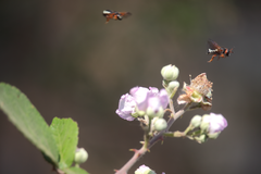 Notanthidium steloides