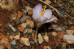 Crocus cancellatus mazziaricus