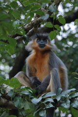 Trachypithecus pileatus