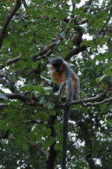 Trachypithecus pileatus