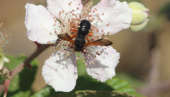 Notanthidium steloides