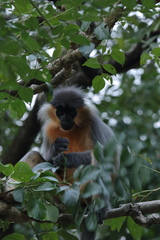 Trachypithecus pileatus