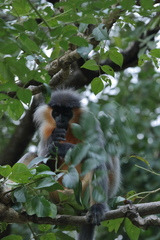 Trachypithecus pileatus