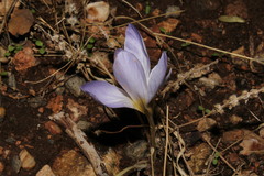 Crocus cancellatus mazziaricus