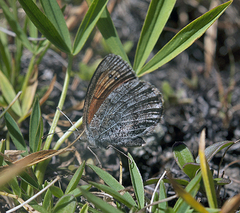Erebia tyndarus