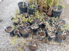 Eriogonum corymbosum nilesii