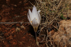 Crocus cancellatus mazziaricus