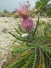 Ptilostemon echinocephalus