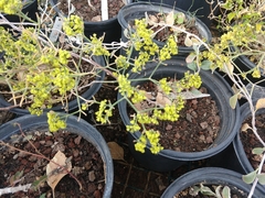 Eriogonum corymbosum nilesii