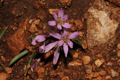 Colchicum cupanii
