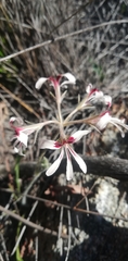 Pelargonium naviculifolium