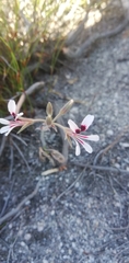 Pelargonium naviculifolium