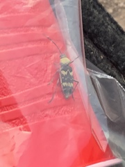 Megacyllene antennata