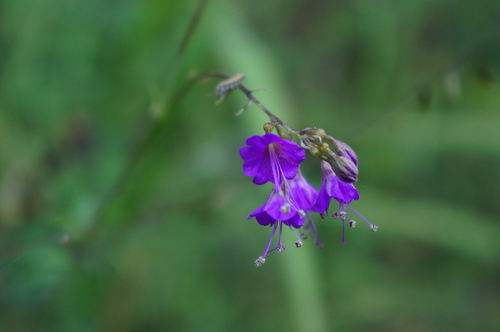 Leachlobe cyphomeris (Cyphomeris crassifolia)